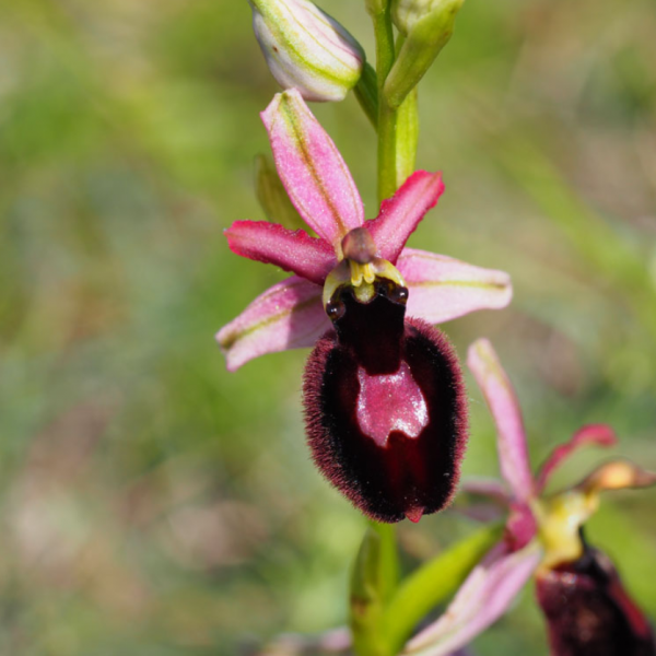 Ophrys magniflora